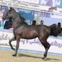 کره اصیل مادیان، از نژاد نهروان و ون یکاد