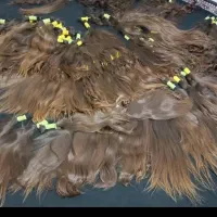 مو  خام رنگی