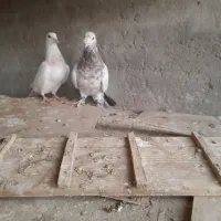 جفت سرور|پرنده|تربت جام, جامرود|دیوار