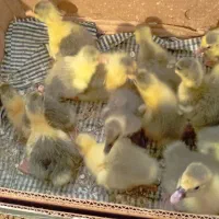 جوجه غاز تروتمیز سالم|حیوانات مزرعه|گتاب, |دیوار