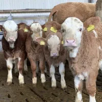 خریدفروش گوساله|حیوانات مزرعه|قم, باغ شریفی|دیوار