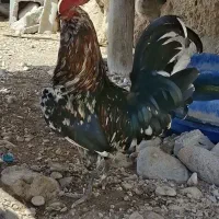 خروس گلین  ریشی جوان  درجه یک مست مرغ گیر
