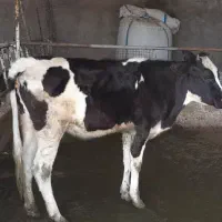 گوساله هلشتاین