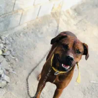 پیتبول یکسالو نیم