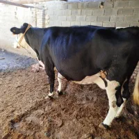 گاو شیری مونتبلیارد