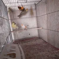 ۲۵ عددقناری درجه یک|پرنده|نهاوند, |دیوار