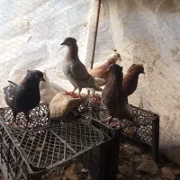 کبوتر|پرنده|داراب, |دیوار