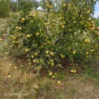 فروش سیب سفید با جعبه