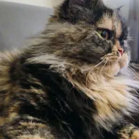 گربه پرشین|گربه|تبریز, |دیوار