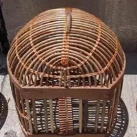 پرنده نر گمشده