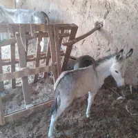 خر ماچکی با کره الاغ ماده|حیوانات مزرعه|قم, بیست متری ولیعصر|دیوار