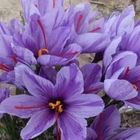 گل زعفران|خوردنی و آشامیدنی|شیراز, گلشن|دیوار