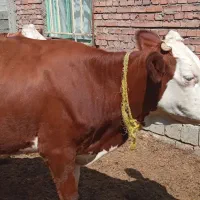 گاو تلیسه تک شیر