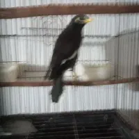 مینا سخنگو|پرنده|نکا, |دیوار