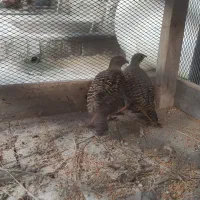 یه جفت پرنده برای معاوضه دارم‌باآلبینویافنچ معمولی|پرنده|چابهار, |دیوار