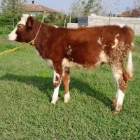 گوساله ماده سیمینتال لیشه گاو