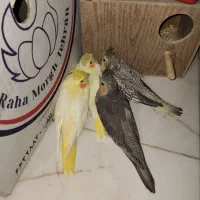 عروس هلندی همراه با ۴ جوجه نژاد دار|پرنده|تهران, مسعودیه|دیوار