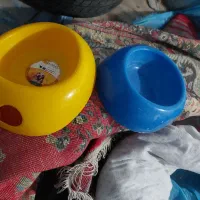 وسایل نگهداری سگ پا کوتاه|لوازم جانبی حیوانات|بجنورد, |دیوار