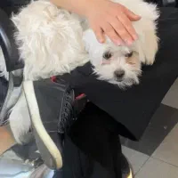 سگ شیتزو تریر توافقی