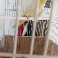 یک عدد عروس هلندی