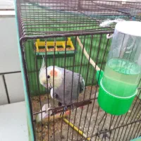 عروس هلندی سخنگو  دستی بازیگوش