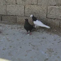 کبوتر پرشی گرفتنی