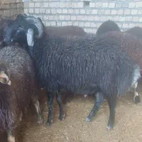 دو راس بره قوچ شاخی کبود و سبز
