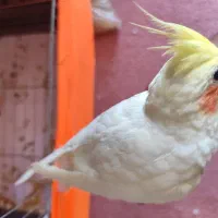 جوجه عروس هلندی