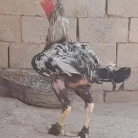 لاری|حیوانات مزرعه|تربت جام, حافظ|دیوار