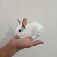 بچه خرگوش