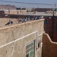 14عدد کفتر فروشی