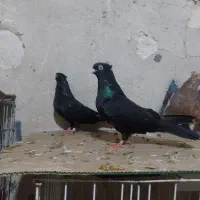 چشنوک|پرنده|مسجد سلیمان, |دیوار