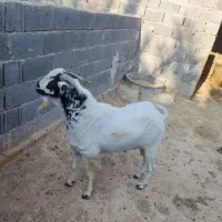 پازن سومالی دو ساله|حیوانات مزرعه|لامرد, |دیوار