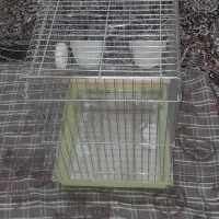 قفس پرنده|لوازم جانبی حیوانات|نسیم‌شهر, |دیوار