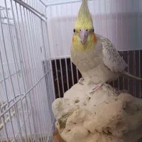 عروسی هلندی جفت