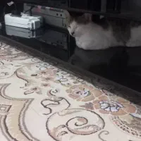 واگذاری گربه