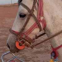 اسب مادیون چهار سال|اسب و تجهیزات اسب‌سواری|تربت جام, کشتارگاه|دیوار