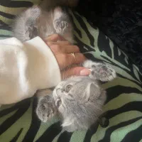 بچه گربه اسکاتیش ۱۳ م + ۴ م وسیله رایگان|گربه|کرمان, |دیوار