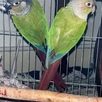 جفت گرینچیک مولد با ضمانت کتبی