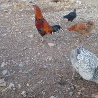 مرغ بیرانشهر|حیوانات مزرعه|بیرانوند, |دیوار