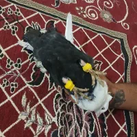 ماده دمبی|پرنده|شوشتر, |دیوار