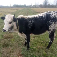 تلیسه سیمینتال قیمت 63میلیون