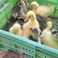 فروش انواع جوجه