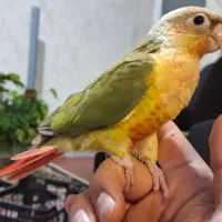 گرینچیک سه ماهه