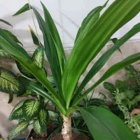 گل ذرتی بزرگ زیبا از نزدیک خیلی زیباست