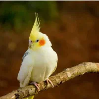 عروس هلندی|پرنده|اراک, |دیوار