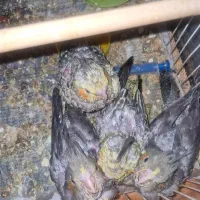 جوجه عروس هلندی