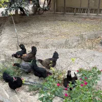 مرغ سیاه خروس سیاه مرغ تخمگذار جوان دوتک اردک غاز
