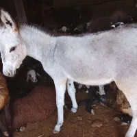 کره الاغ ماده گله