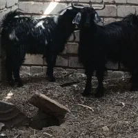 تروشت پزور|حیوانات مزرعه|ایرانشهر, |دیوار